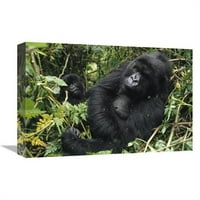 в. Планина горила женска почивка, планини Вирунга, печат на ДРК - Гери Елис