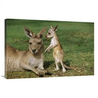 в. Източно сиво кенгуру майка с Джоуи, Австралия Арт печат - Кирил Руосо